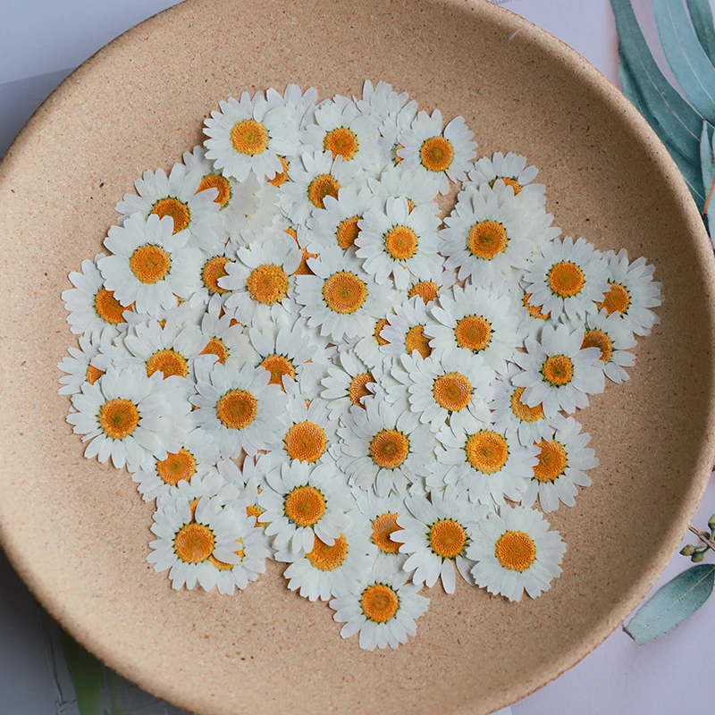 Dried Flower Bookmark - 60X bunga krisan putih alami tekanan