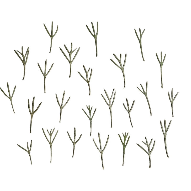 Dried Flower Bookmark - 24pcs, Daun Achillea Asli yang Dipres,