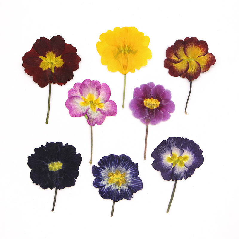 Dried Flower Bookmark - 48Pcs Bunga Primrose Eropa Kering, Bunga