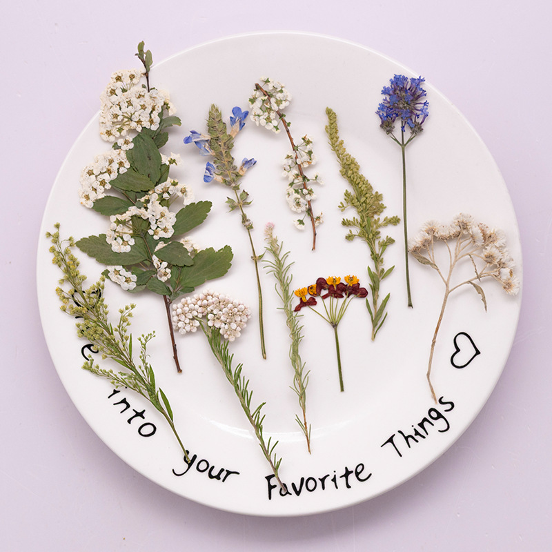Dried Flower Bookmark - 500Pcs Paket Besar Bunga Pakis Kering,