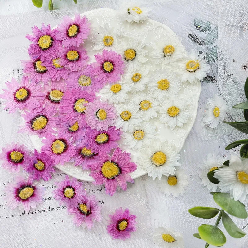 Dried Flower Bookmark - 24 Buah/2-4CM, Kelopak Bunga Tekan Alami,