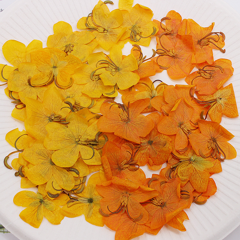 Dried Flower Bookmark - 60 Buah Herbarium Tanaman Bunga Cassia