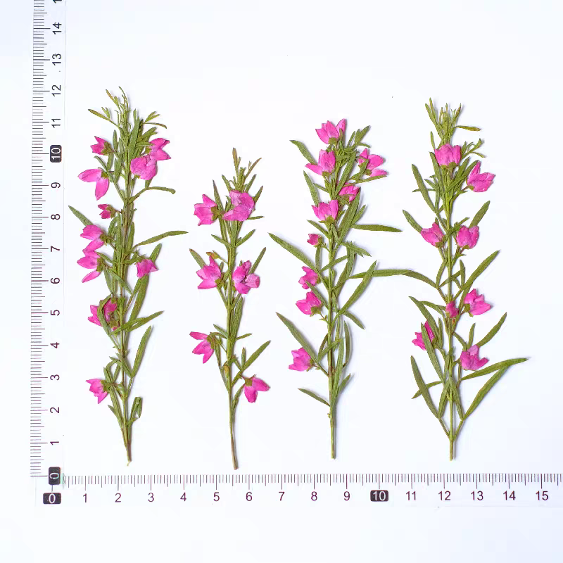 100pcs Bunga Aidia Canthioides - Dried Flower Bookmark ulasan dan harga