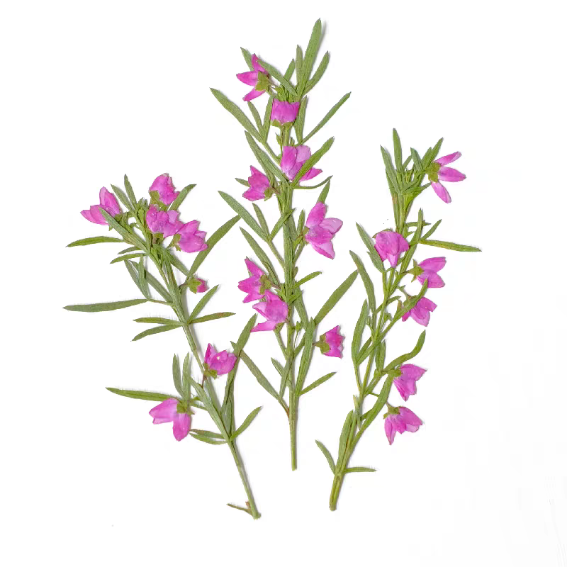 100pcs Bunga Aidia Canthioides - Dried Flower Bookmark ulasan dan harga