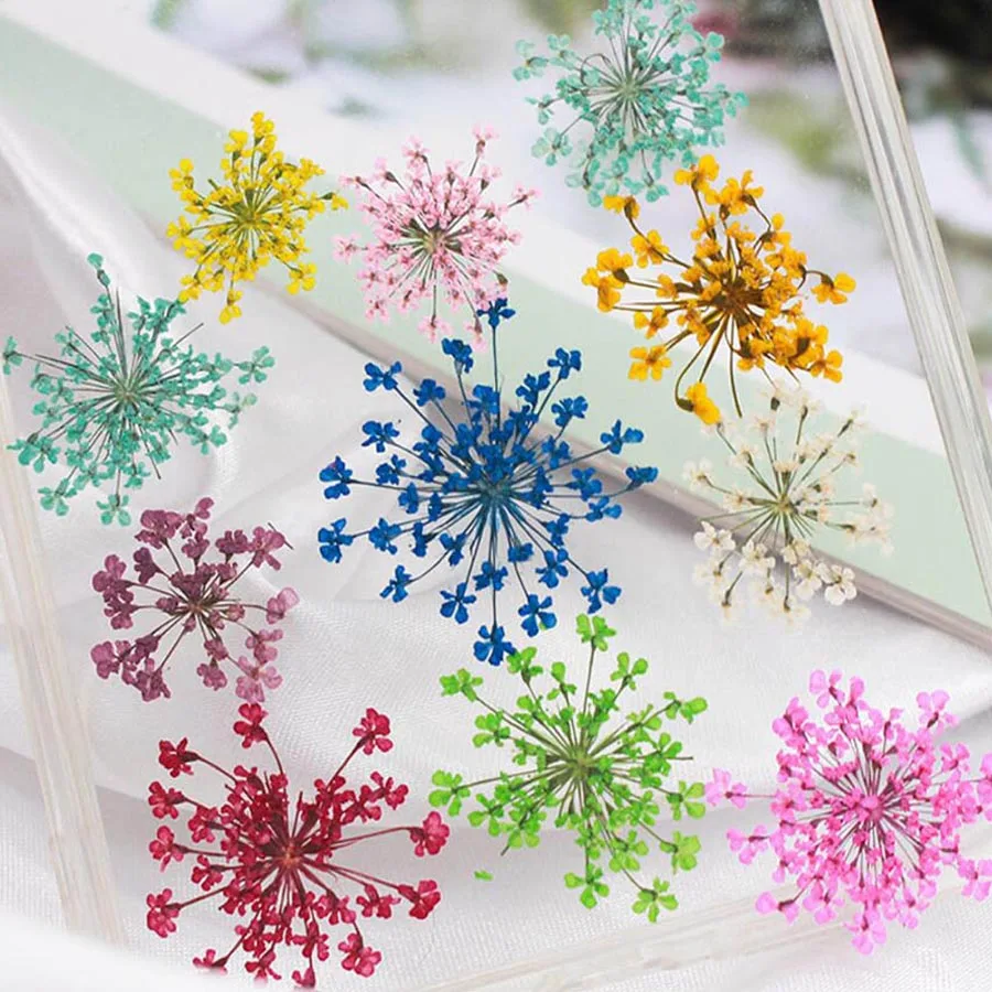 60 Buah Ditekan Kering 20-25Mm - Dried Flower Bookmark ulasan dan harga