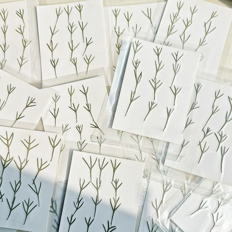 24pcs, Daun Achillea Asli yang - Dried Flower Bookmark ulasan dan harga