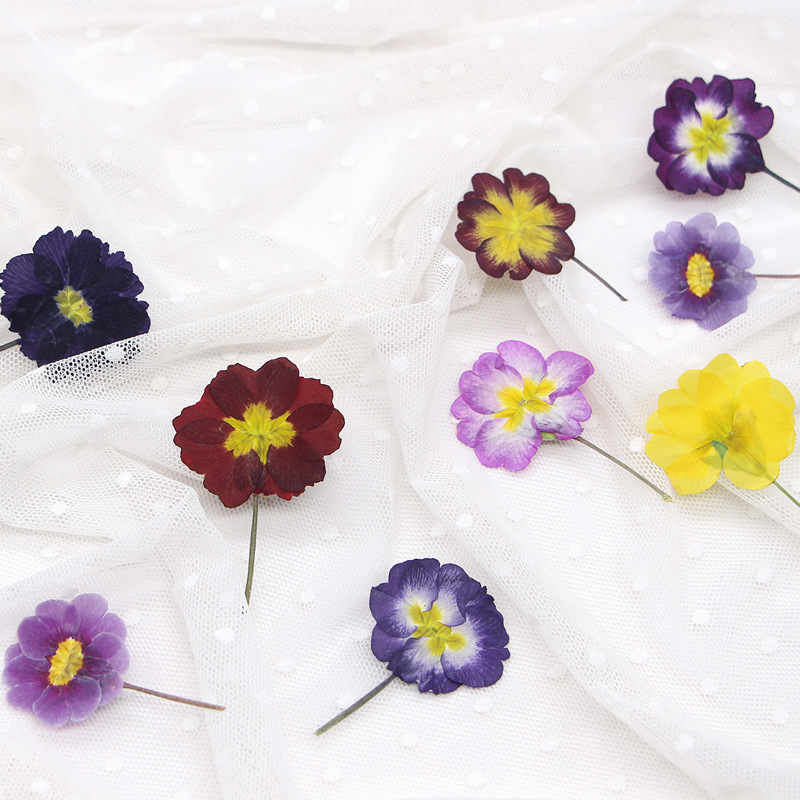 48Pcs Bunga Primrose Eropa Ker - Dried Flower Bookmark ulasan dan harga
