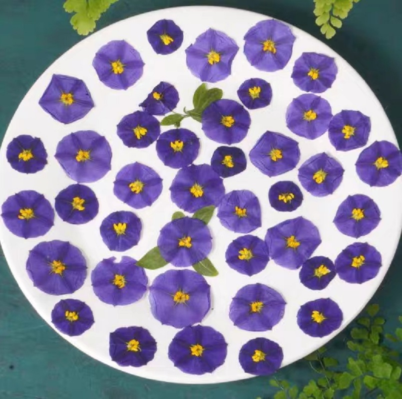 100 Buah Lampu Rias Wajah Casi - Dried Flower Bookmark ulasan dan harga
