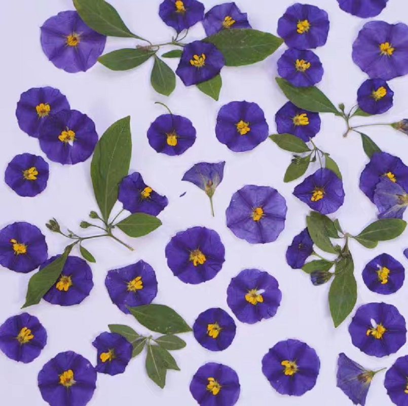 100 Buah Lampu Rias Wajah Casi - Dried Flower Bookmark ulasan dan harga