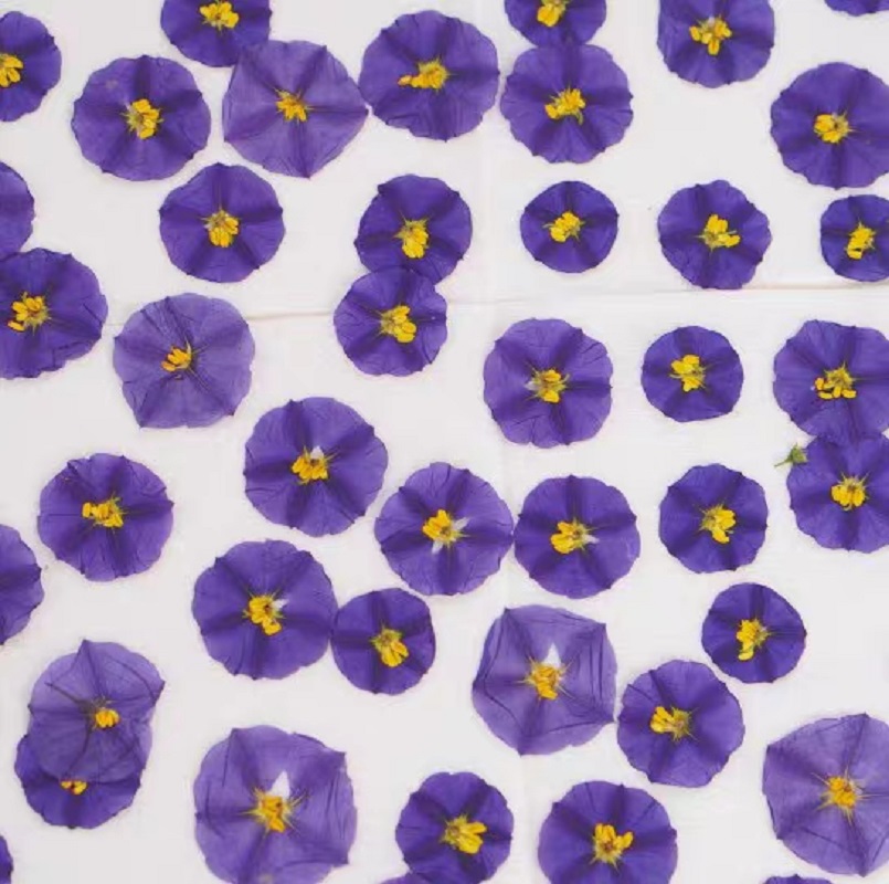 100 Buah Lampu Rias Wajah Casi - Dried Flower Bookmark ulasan dan harga