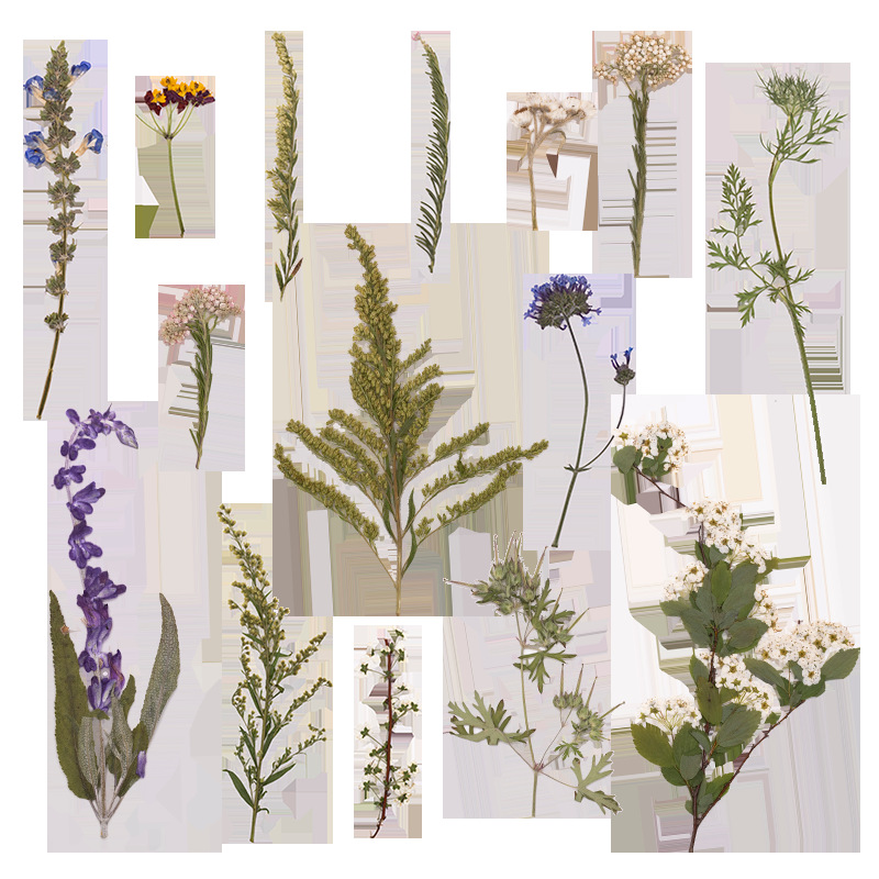 500Pcs Paket Besar Bunga Pakis - Dried Flower Bookmark ulasan dan harga