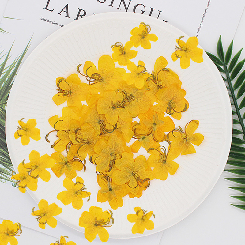 60 Buah Herbarium Tanaman Bung - Dried Flower Bookmark ulasan dan harga