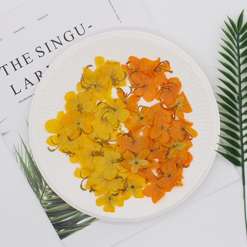 60 Buah Herbarium Tanaman Bung - Dried Flower Bookmark ulasan dan harga